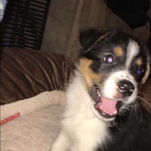 Meet your Posher, Alexa